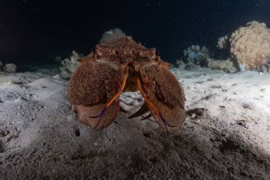 Kızıl Deniz 'deki ıstakozlar Renkli ve güzel, Eilat Israel