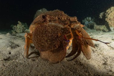 Kızıl Deniz 'deki ıstakozlar Renkli ve güzel, Eilat Israel