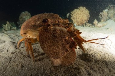 Kızıl Deniz 'deki ıstakozlar Renkli ve güzel, Eilat Israel