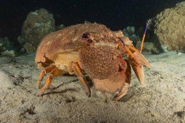 Kızıl Deniz 'deki ıstakozlar Renkli ve güzel, Eilat Israel