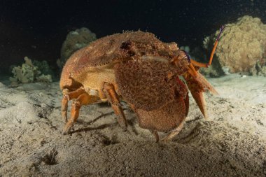 Kızıl Deniz 'deki ıstakozlar Renkli ve güzel, Eilat Israel