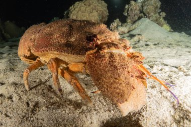 Kızıl Deniz 'deki ıstakozlar Renkli ve güzel, Eilat Israel