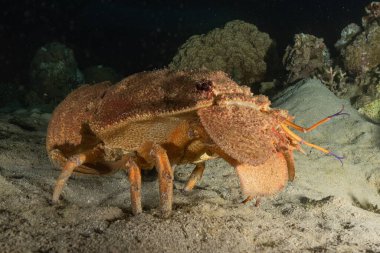 Kızıl Deniz 'deki ıstakozlar Renkli ve güzel, Eilat Israel