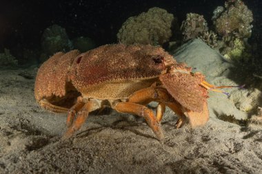 Kızıl Deniz 'deki ıstakozlar Renkli ve güzel, Eilat Israel