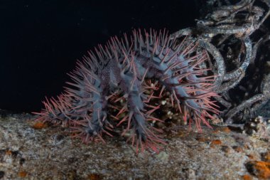 Kızıldeniz 'deki mercan resifi ve su bitkileri, Eilat Israel