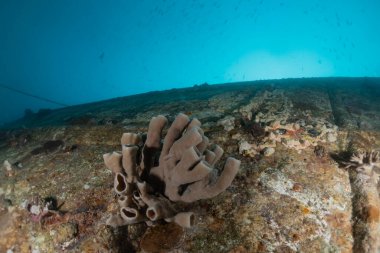 Kızıldeniz 'deki mercan resifi ve su bitkileri, Eilat Israel