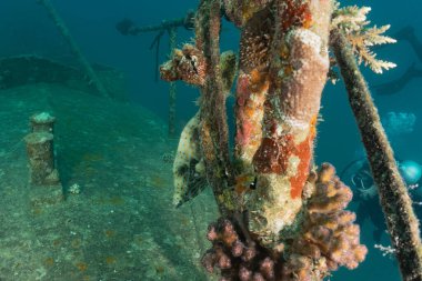 Kızıldeniz 'deki mercan resifi ve su bitkileri, Eilat Israel