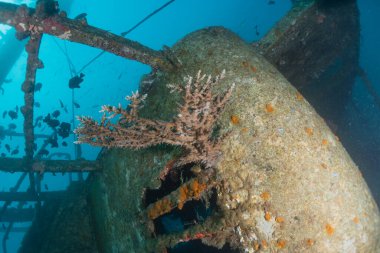 Kızıldeniz 'deki mercan resifi ve su bitkileri, Eilat Israel