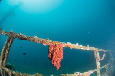 Kızıldeniz 'deki mercan resifi ve su bitkileri, Eilat Israel