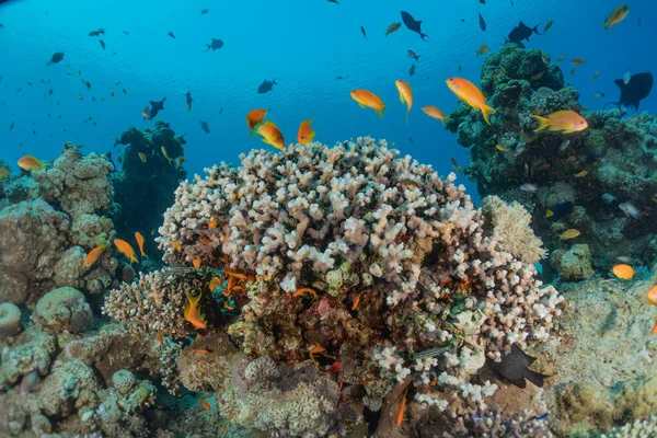 Korálové Útesy Vodní Rostliny Rudém Moři Eilat Israel — Stock fotografie