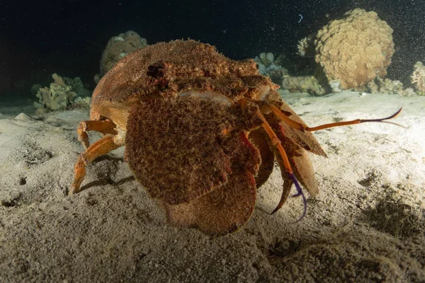 Lobsters in the Red Sea Colorful and beautiful, Eilat Israel