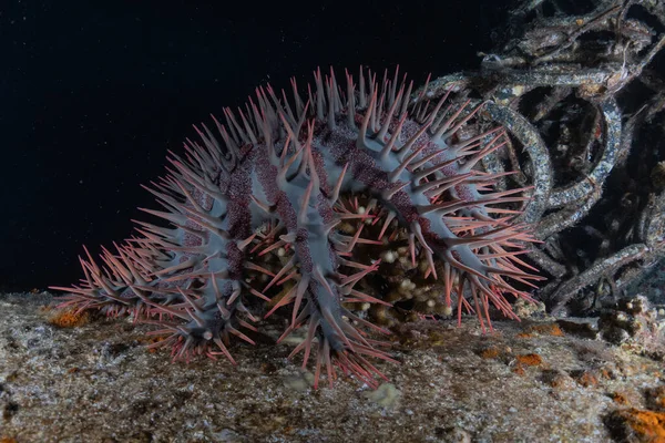 紅海のサンゴ礁と水生植物 エイラートイスラエル — ストック写真