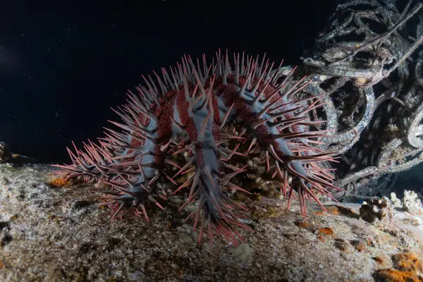 紅海のサンゴ礁と水生植物 エイラートイスラエル — ストック写真