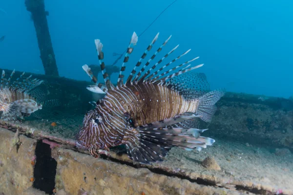 紅海のライオン魚カラフルな魚 エイラートイスラエル — ストック写真