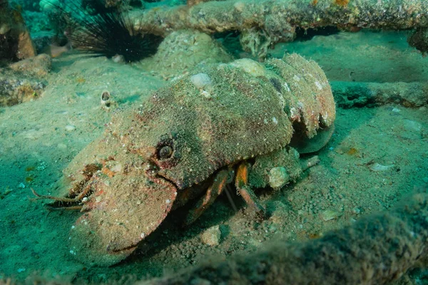 Kızıl Deniz 'deki ıstakozlar Renkli ve güzel, Eilat Israel