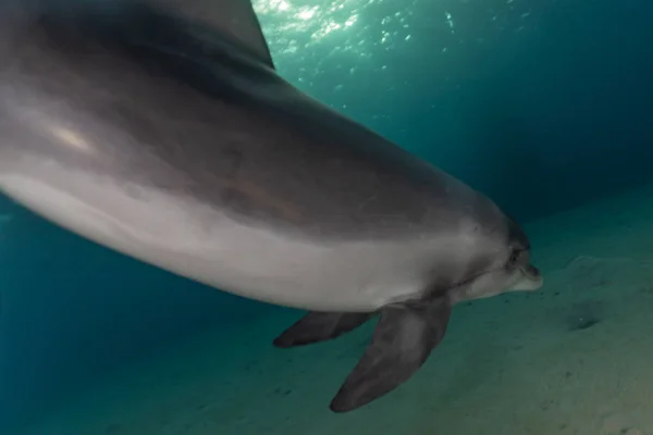 Дельфин Плавает Красном Море Эйлат Израиль — стоковое фото
