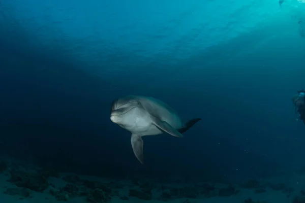 海豚在红海中游泳 Eilat Israel — 图库照片