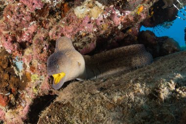 Moray eel Mooray lycodontis Kızıldenizde dalgalanma, Eilat Israel