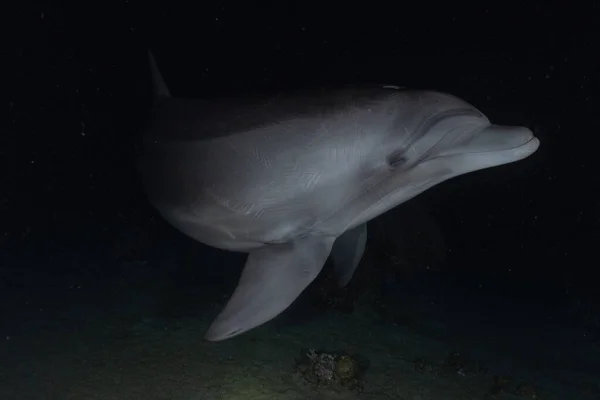 Dauphin Nageant Dans Mer Rouge Eilat Israël — Photo