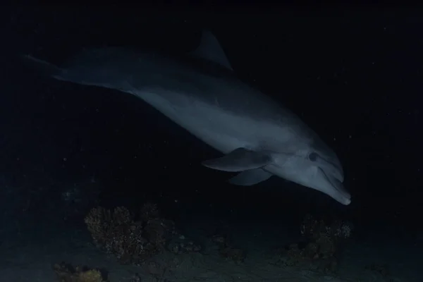 イルカが紅海を泳ぐ エイラートイスラエル — ストック写真