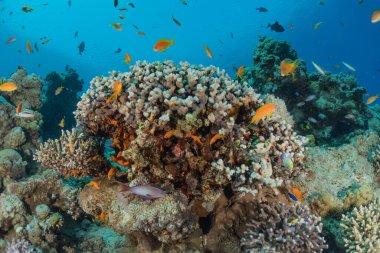 Kızıldeniz 'deki mercan resifi ve su bitkileri, Eilat Israel