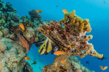 Kızıldeniz 'deki mercan resifi ve su bitkileri, Eilat Israel