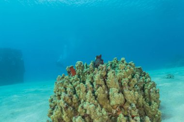 Kızıldeniz 'deki mercan resifi ve su bitkileri, Eilat Israel