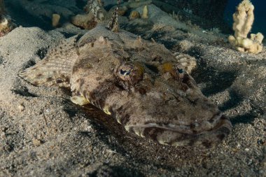 Kızıl Deniz 'de balıklar yüzer, renkli balıklar, Eilat İsrail