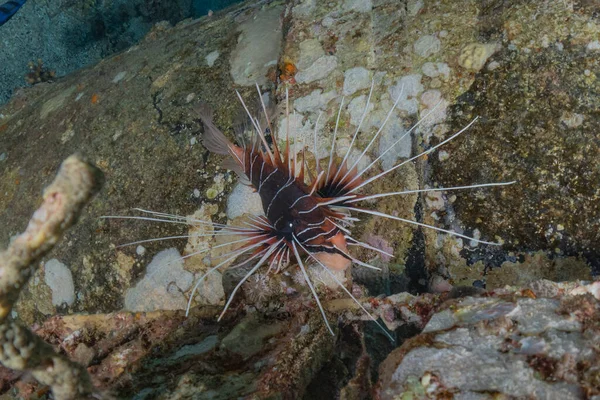 紅海のライオン魚カラフルな魚 エイラートイスラエル — ストック写真