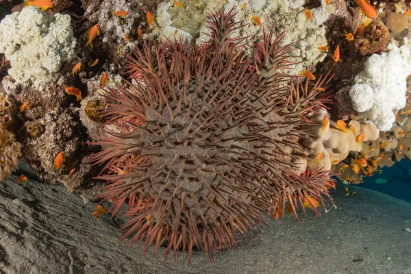 紅海のサンゴ礁と水生植物 エイラートイスラエル — ストック写真