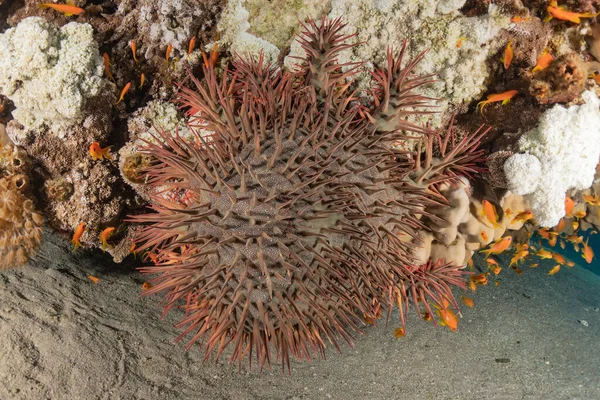 Récif Corallien Plantes Aquatiques Dans Mer Rouge Eilat Israël — Photo