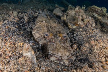 Kızıl Deniz 'de balıklar yüzer, renkli balıklar, Eilat İsrail
