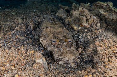 Kızıl Deniz 'de balıklar yüzer, renkli balıklar, Eilat İsrail