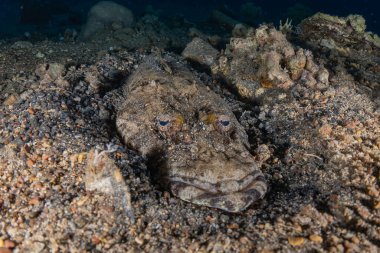 Kızıl Deniz 'de balıklar yüzer, renkli balıklar, Eilat İsrail