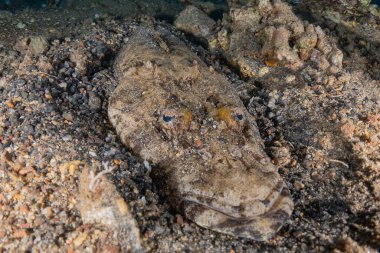 Kızıl Deniz 'de balıklar yüzer, renkli balıklar, Eilat İsrail
