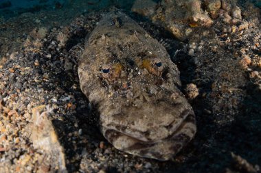 Kızıl Deniz 'de balıklar yüzer, renkli balıklar, Eilat İsrail