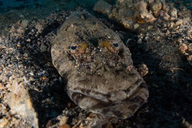 Kızıl Deniz 'de balıklar yüzer, renkli balıklar, Eilat İsrail