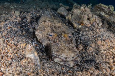 Kızıl Deniz 'de balıklar yüzer, renkli balıklar, Eilat İsrail