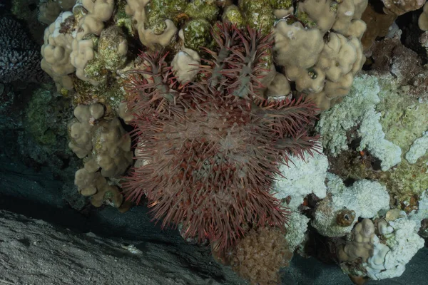 Коралловые Рифы Водные Растения Красном Море Эйлат Израиль — стоковое фото