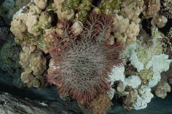 Recifes Coral Plantas Água Mar Vermelho Eilat Israel — Fotografia de Stock