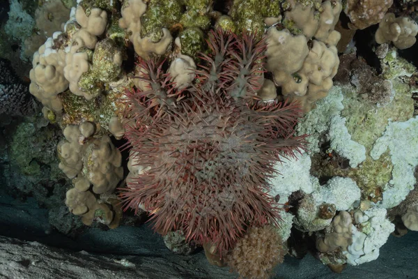 Коралловые Рифы Водные Растения Красном Море Эйлат Израиль — стоковое фото