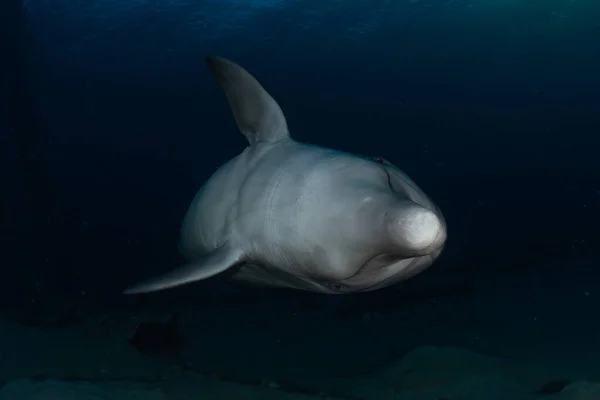 Delfín Nadando Mar Rojo Eilat Israel —  Fotos de Stock