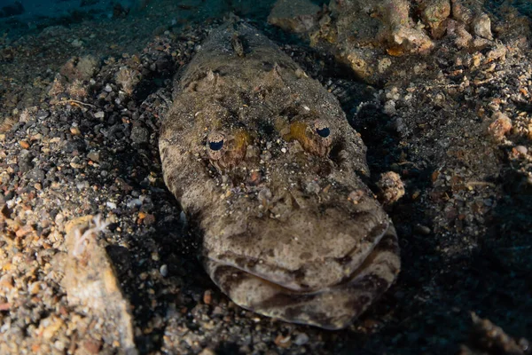 Kızıl Deniz 'de balıklar yüzer, renkli balıklar, Eilat İsrail