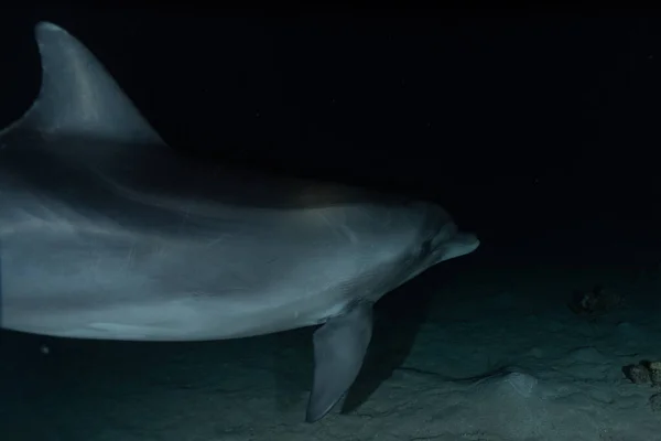 Dolphin Κολύμπι Στην Ερυθρά Θάλασσα Eilat Ισραήλ — Φωτογραφία Αρχείου