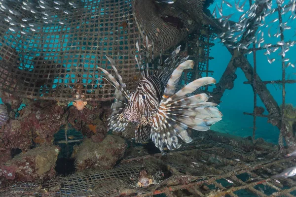 Kızıl Deniz 'deki aslan balığı renkli balık, Eilat Israel