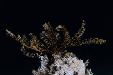 Kızıldeniz 'deki mercan resifi ve su bitkileri, Eilat Israel