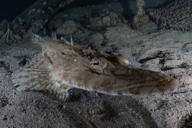 Kızıl Deniz 'de balıklar yüzer, renkli balıklar, Eilat İsrail