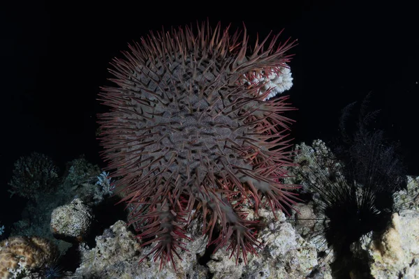 紅海のサンゴ礁と水生植物 エイラートイスラエル — ストック写真