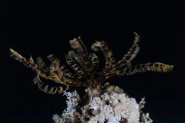 紅海のサンゴ礁と水生植物 エイラートイスラエル — ストック写真