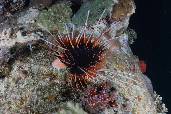 紅海のライオン魚カラフルな魚 エイラートイスラエル — ストック写真